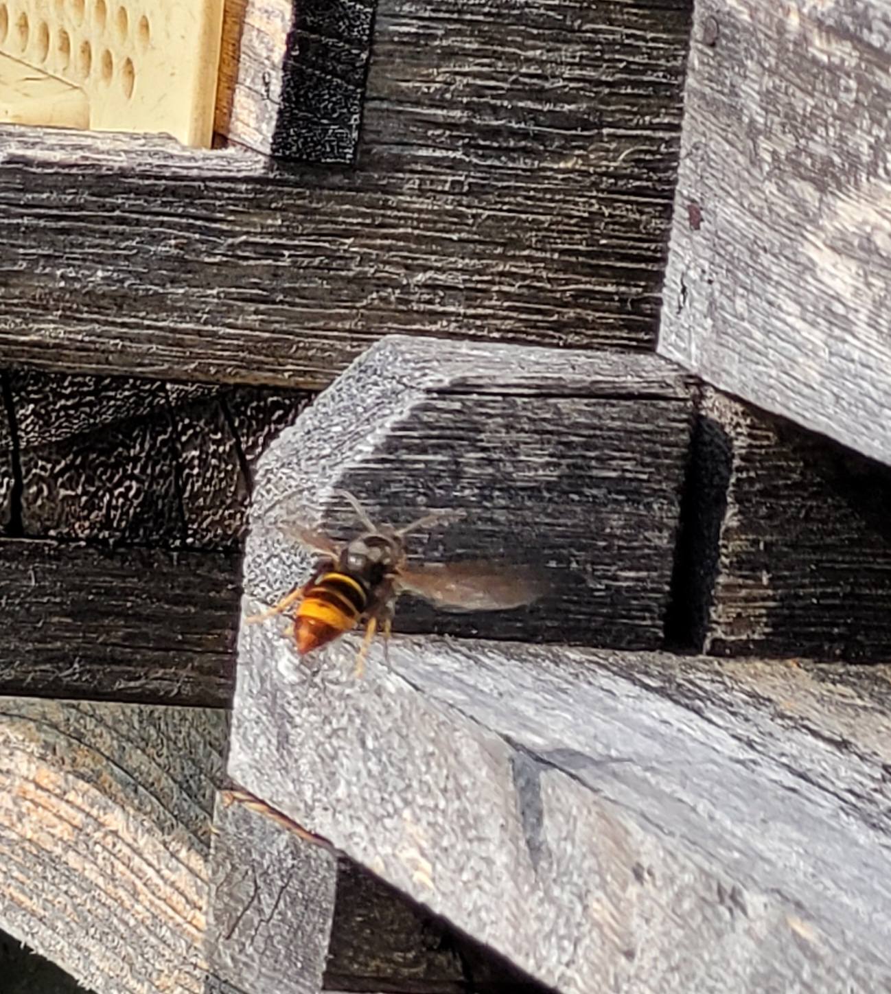 Asiatische%20Hornisse%20am%20Bienenstock